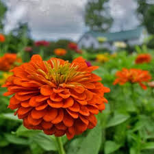 Perennial Zinnia Flower Seeds Orange – Heirloom Non-GMO High Germination Organic Garden Seeds