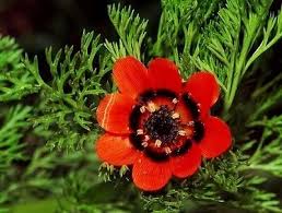 Red Adonis Annua Flower Seeds for Planting – Heirloom Non-GMO High Germination Organic Garden Seeds