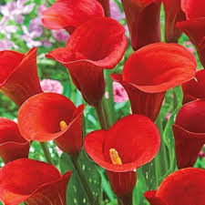 Red Zantedeschia Calla Lily Flower Seeds for Planting – Heirloom Non-GMO High Germination Organic Garden Seeds