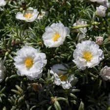 White Moss Rose Flower Seeds for Planting – Heirloom Non-GMO High Germination Organic Garden Seeds