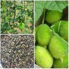 Breadfruit Seeds Yellow Heirloom Non-GMO High Germination Organic Garden Seeds for Planting