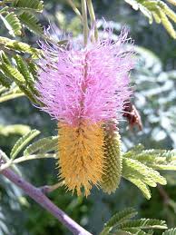 Pink Yellow Dichrostachys Flower Seeds – Heirloom, Non-GMO, High Germination Organic Garden Seeds for Planting Seeds for Planting