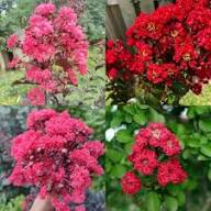 Red Pseudarmeria Flower Seeds Heirloom Non-GMO High Germination Organic Garden Seeds for Planting