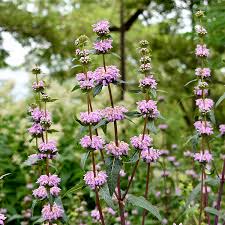 Purple Phlomis Flower Seeds Heirloom Non-GMO High Germination Organic Garden Seeds for Planting