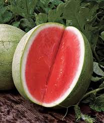 Seedless Watermelon Fruit Seeds for Planting – Heirloom Non-GMO High Germination Organic Garden Seeds