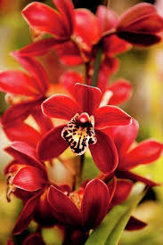 Red Phalaenopsis Flower Seeds Heirloom Non-GMO High Germination Organic Garden Seeds