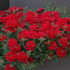 Verbena Flower Seeds Red Heirloom Non-GMO High Germination Organic Garden Seeds for Planting
