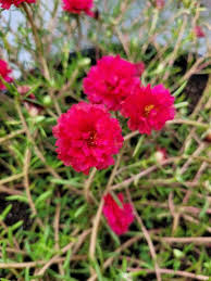 Red Moss Rose Flower Seeds for Planting – Heirloom Non-GMO High Germination Organic Garden Seeds