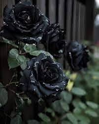 Black Climbing Rose Flower Seeds for Planting – Heirloom Non-GMO High Germination Organic Garden Seeds
