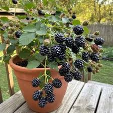 Dewberry Seeds Black Heirloom Non-GMO High Germination Organic Garden Seeds for Planting