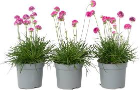 Pink Armeria Flower Seeds Heirloom Non-GMO High Germination Organic Garden Seeds for Planting