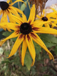 Rudbeckia Goldilocks Flower Seeds for Planting – Heirloom, Non-GMO, High Germination Organic Garden Seeds