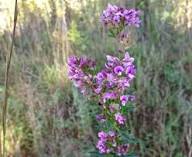 Violette Buschklee-Blumensamen – Alte Sorte, gentechnikfrei, keimfreudige Samen