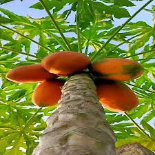 Sunrise Papaya (Strawberry Papaya) Fruit Seeds for Planting – Heirloom Non-GMO High Germination Organic Garden Seeds Sweet Tropical Fruit Seeds for Home Garden