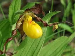 Yellow Lady Slipper Orchid Flower Seeds – Heirloom Non-GMO High Germination Organic Seeds