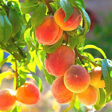 Nemaguard Peach Fruit Tree Seeds for Planting – Non-GMO Heirloom High Germination Organic Garden Seeds for Sweet Juicy Peaches