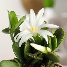 White Rhipsalidopsis Flower Seeds for Planting – Heirloom Non-GMO High Germination Organic Garden Seeds