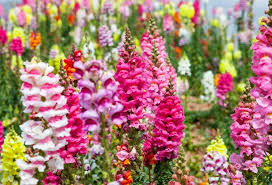Pink Snapdragon Flower Seeds Heirloom Non-GMO High Germination Organic Garden Seeds for Planting