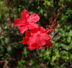 Red Plumbago Flower Seeds – Heirloom, Non-GMO, High Germination Organic Garden Seeds for Planting Seeds for Planting