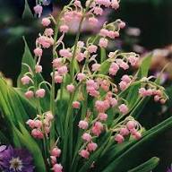Light Pink Lily of the Valley Flower Seeds – Seeds for Planting, Heirloom, Non-GMO, High Germination Organic Garden Seeds