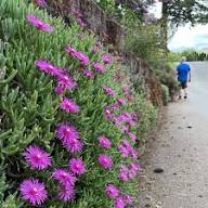 Pink Aizoaceae Flower Seeds for Planting – Heirloom, Non-GMO, High Germination Organic Garden Seeds