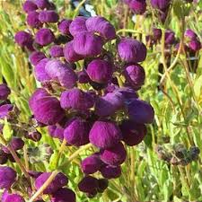 Violet Calceolaria Flower Seeds for Planting Heirloom Non-GMO High Germination Organic Garden Seeds