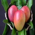 Tommy Atkins Mango Fruit Seeds for Planting – Heirloom Non-GMO High Germination Organic Garden Seeds for Tropical Sweet Mango Seeds for Planting