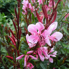 Perennial Guara Flower Seeds Pink – Heirloom, Non-GMO, High Germination Organic Garden Seeds for Planting Seeds for Planting