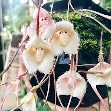 White Monkey Face Orchid Plant Seeds Heirloom Non-GMO High Germination Organic Garden Seeds for Planting