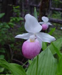 Pink White Cypripedium Flower Seeds Heirloom Non-GMO High Germination Organic Garden Seeds for Planting