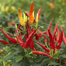 Mixed Chilli Pepper Seeds – Heirloom, Non-GMO, High Germination Organic Garden Seeds Planting