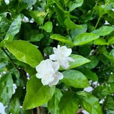 Semillas de Jazmín Perenne Flores Blancas – Herencia, No-GMO, Alta Germinación