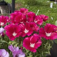 Red Clarkia Flower Seeds – Heirloom, Non-GMO, High Germination Organic Garden Seeds for Planting