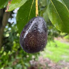 Mexicola Avocado or Butter Fruit Seeds for Planting – Heirloom Non-GMO High Germination Organic Garden Seeds