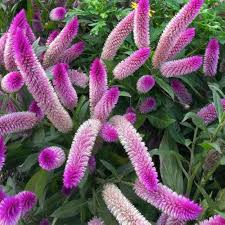 Pink Spicata Flower Seeds for Planting – Heirloom Non-GMO High Germination Organic Garden Seeds
