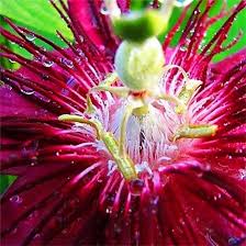 Pink Passiflora Incarnata Flower Seeds – Heirloom, Non-GMO, High Germination Organic Garden Seeds for Planting