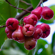 Red Roseapple Fruit Seeds for Planting – Heirloom Non-GMO High Germination Organic Garden Seeds