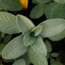 Green Sage Salvia Plant Seeds – Heirloom Non-GMO High Germination Organic Garden Seeds