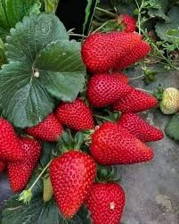 Vibrant Ozark Beauty Strawberry Seeds for Planting Heirloom Non-GMO High Germination Organic Garden Seeds