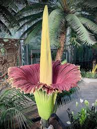 Red Amorphophallus Titanum Flower Seeds for Planting Heirloom Non-GMO High Germination Organic Garden Seeds