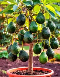 Zutano Avocado Fruit Seeds for Planting – Heirloom Non-GMO High Germination Organic Garden Seeds for Growing Avocados in Cooler Climates Seeds for Planting
