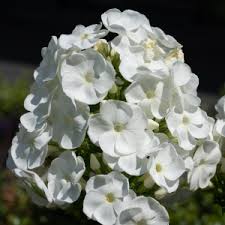 Giant Phlox Flower Seeds for Planting – Heirloom, Non-GMO, High Germination Organic Garden Seeds