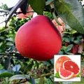 Ruby Red Pomelo Fruit Seeds for Planting – Heirloom Non-GMO Citrus Tree Seeds, High Germination