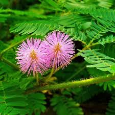 Purple Mimosa Flower Seeds – Heirloom, Non-GMO, High Germination Organic Garden Seeds for Planting Seeds for Planting