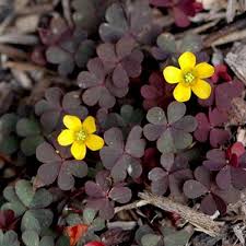 Yellow Oxalis Articulata Flower Seeds Heirloom Non-GMO High Germination Organic Seeds