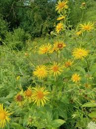 Yellow Elecampane Flower Seeds – Heirloom Non-GMO High Germination Organic Seeds