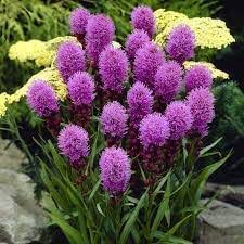 Purple Liatris Spicata Flower Seeds Heirloom Non-GMO High Germination Organic Garden Seeds for Planting