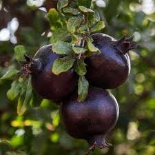 Black Pomegranate Fruit Seeds for Planting Heirloom Non-GMO High Germination Organic Garden Seeds