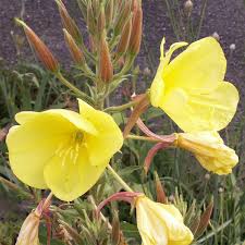 Yellow Oenothera Lamarckiana Flower Seeds – Heirloom, Non-GMO, High Germination Organic Seeds