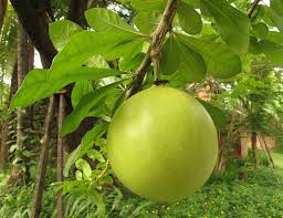 Crescentia Seeds Green Heirloom Non-GMO High Germination Organic Garden Seeds for Planting